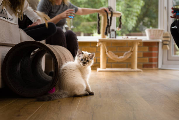 istock Theo, Blue pointed ragdoll kitten at home vi 1367491795