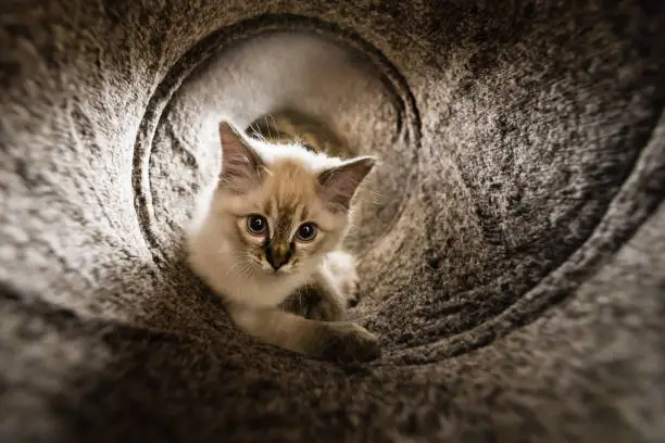 Photo of Theo. Saintly feline, kitten in his play tunnel. Blue pointed ragdoll kitten at home xxv