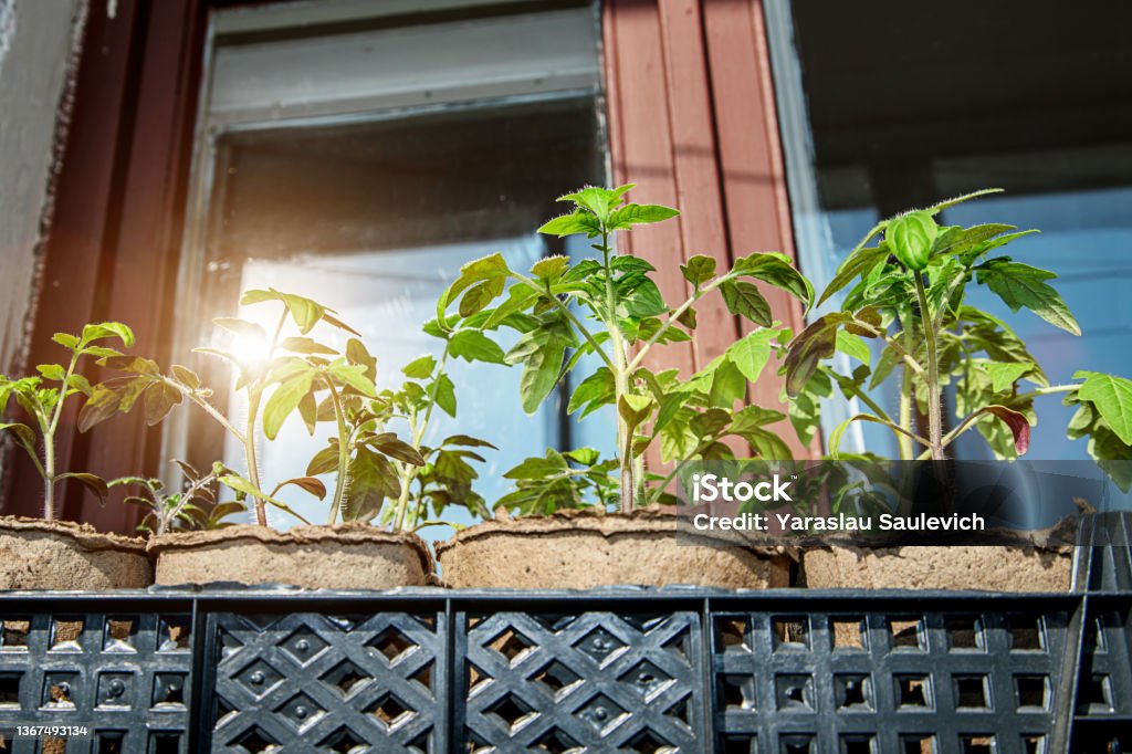 Tomato sprouts grows in box standing on window sill at home Tomato sprouts grows in box standing under sun rays on window sill at home in spring day Animal Stock Photo