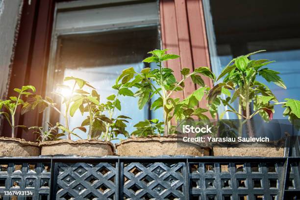 Tomato Sprouts Grows In Box Standing On Window Sill At Home Stock Photo - Download Image Now