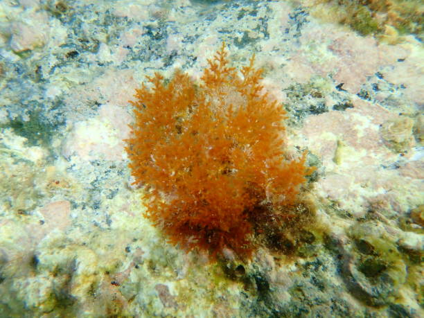 Red algae Laurencia sp. obtusa var. undersea Red algae Laurencia sp. obtusa var. undersea, Aegean Sea, Greece, Syros island red algae stock pictures, royalty-free photos & images