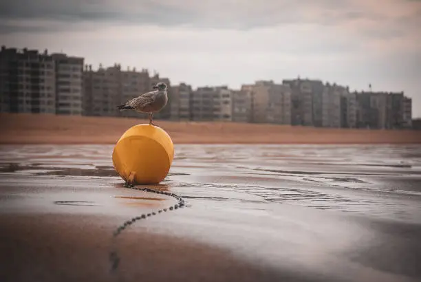 During a rainy day, a seagull finds rest on a buoy.