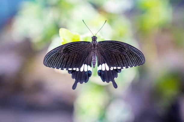 istock Close up view of large tropical butterfly 1367495253