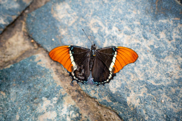 The brown butterfly on the stone.