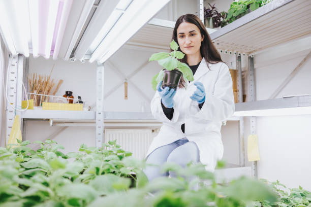 istock Female biologist controlling plant growth 1367496480