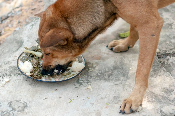 istock dog eats food from a plate 1367497311