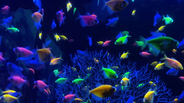 little exotic colorful fishes swimming underwater among natural coral reef. Small freshwater aquarium with green plants. dark theme. selective soft focus.4k