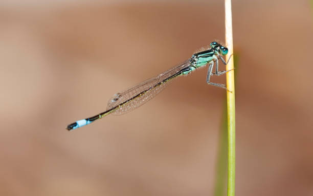 istock Common Bluetail, Bluetailed Damselfly (Ischnura elegans) Male 1367503001