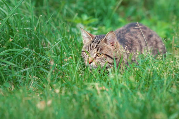 Tabby domestic cat hunting outdoors in the green grass