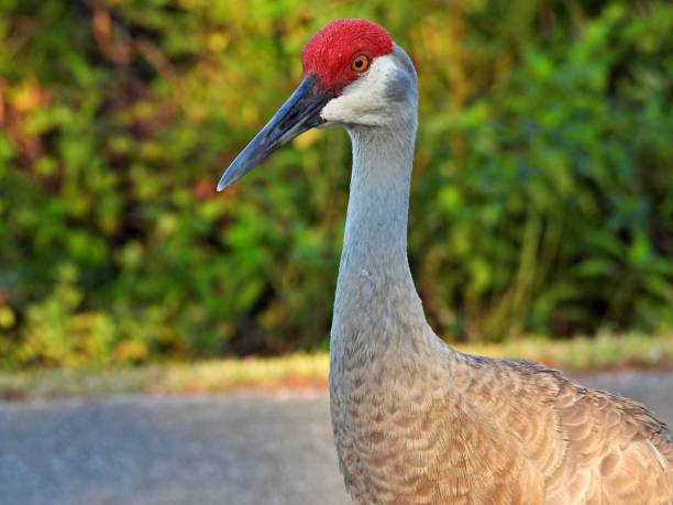 Sandhill Crane - profile