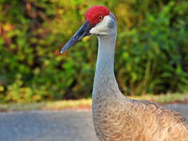 guindaste de areia (grus canadensis) - retrato - sandhill crane - fotografias e filmes do acervo