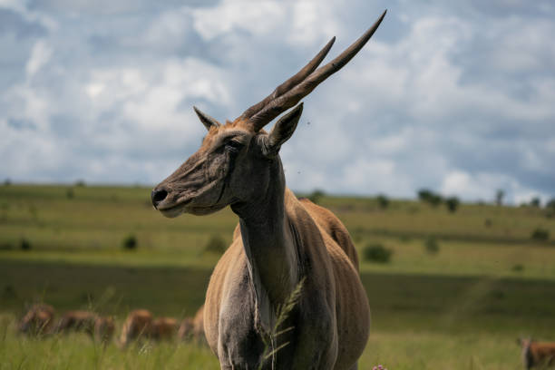 toro eland con hermosos cuernos retorcidos - eland fotografías e imágenes de stock