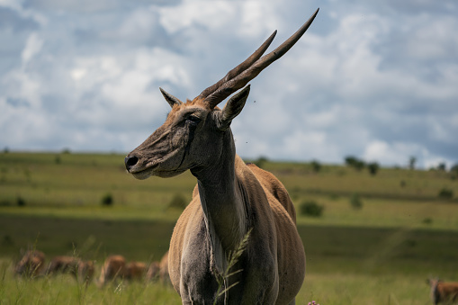 Eland Bull with beautiful twisted horns in the lush green grassland looking for feed for the herd with dramatic cloudy sky.