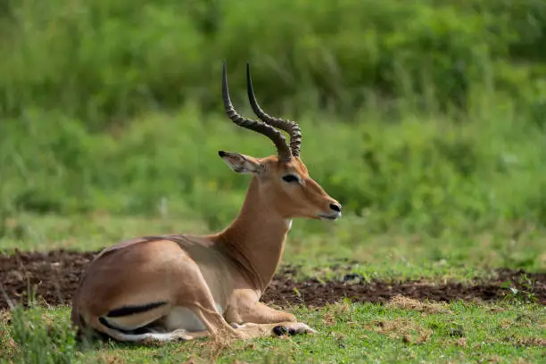 Photo of Beautiful portrait of an Impala male