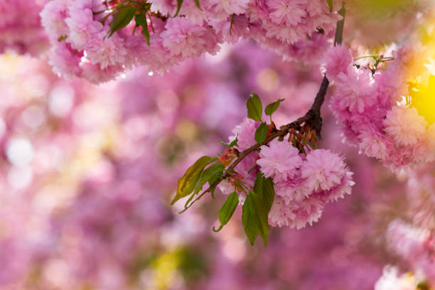 istock japanese cherry blossom in spring season 1367505589