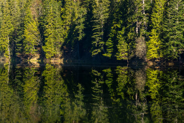 istock landscape with lake in summer 1367505618