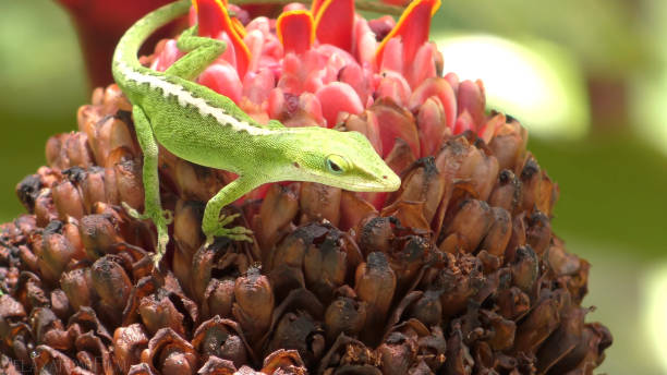 istock green lizard sits on a flower 1367505763