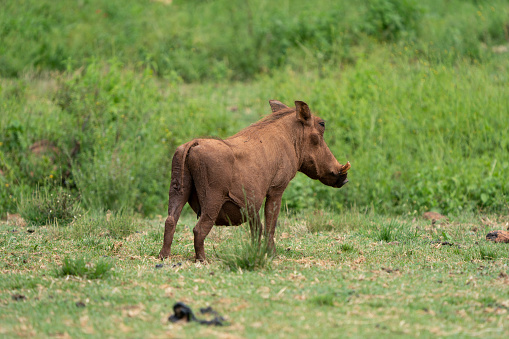 Female adult warthog vlakvark pooping in the lush green bushveld of South Africa.
squeezing behind a small tuft of grass to hide its modesty.