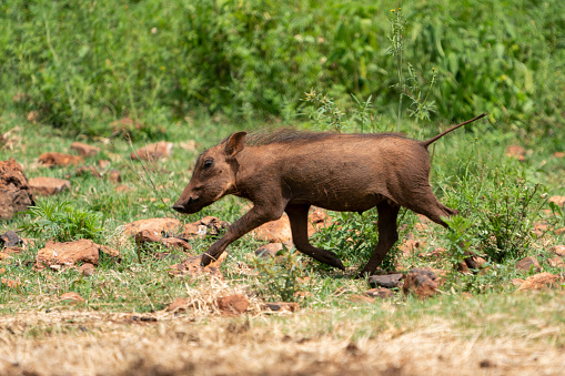 Baby warthog vlakvark standing around with its mother in the beautiful lush green bushveld of South Africa. Standing at attention looking for predators.