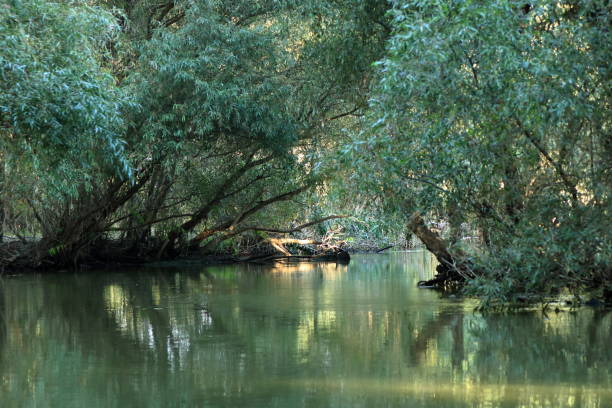 istock A river channel with forest in Danube Delta, Romania 1367506736