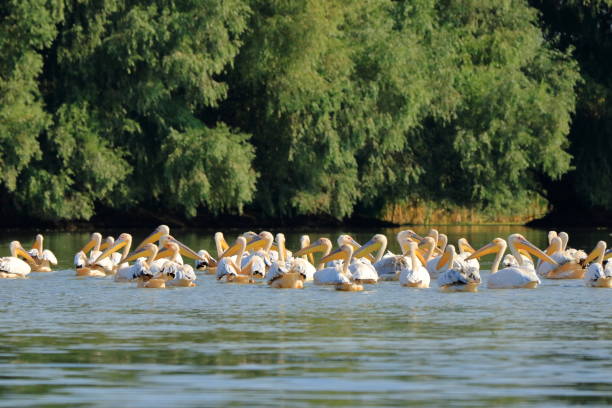 istock a group of pelicans in the Danube Delta, Romania 1367507186