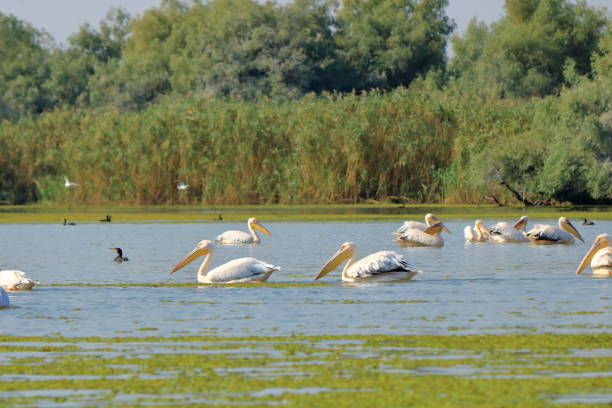 istock a group of pelicans in the Danube Delta, Romania 1367507241