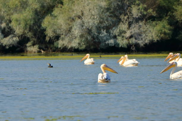istock a group of pelicans in the Danube Delta, Romania 1367507258