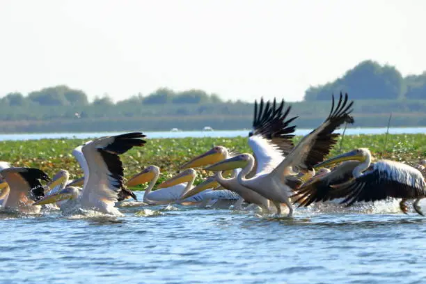 a group of pelicans in the Danube Delta in Romania