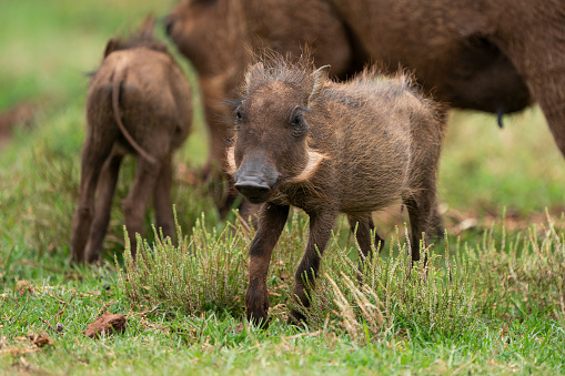 Baby warthog vlakvark standing around with its mother in the beautiful lush green bushveld of South Africa. Standing at attention looking for predators.