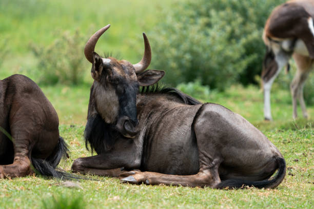 istock Mature Blue wildebeest laying on the ground 1367507354