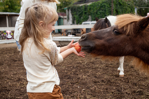 little girl feeding pony horse with apple and laugh in equestrian club