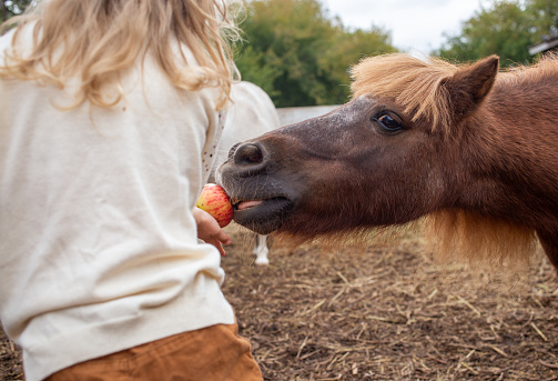 little girl feeding pony horse with apple and laugh in equestrian club