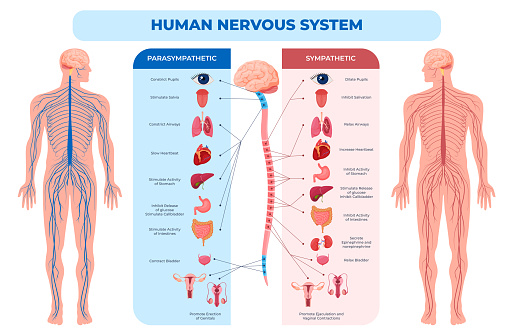 Human nervous system parasympathetic and sympathetic scheme vector flat illustration. Medical infographic anatomical educational guidance all connected inner organs through brain and spinal cord