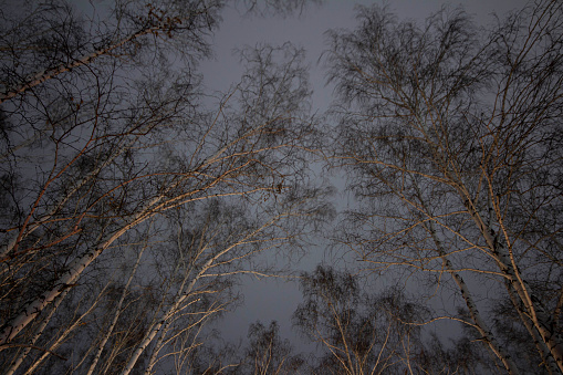 birches in the forest against the background of the illuminated sky in winter near the city at night