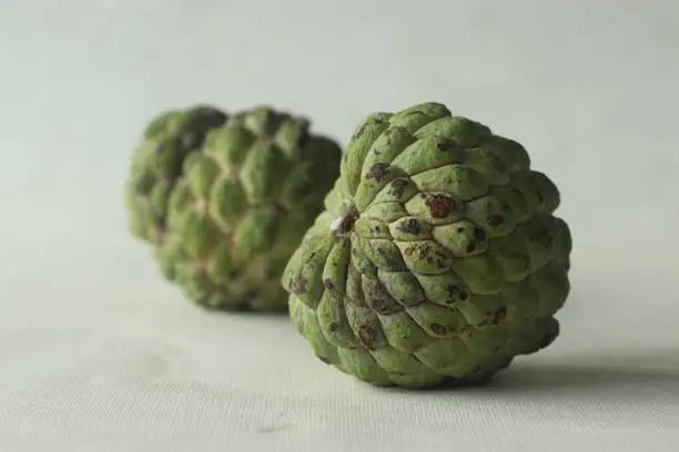 Custard apple. A Cherimoya family fruit with green and leathery skin. It has white creamy and sweet flesh inside. Shot on white background