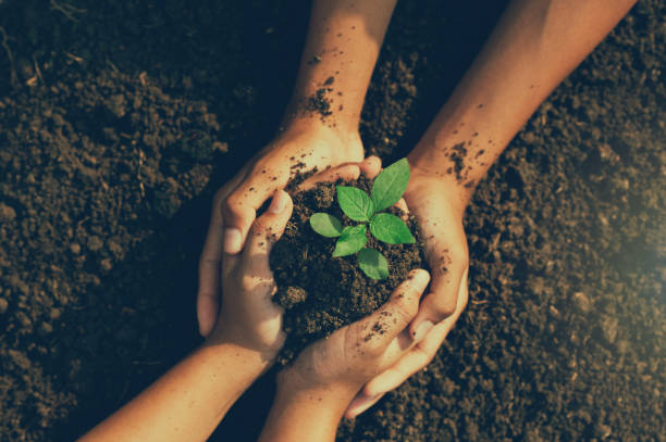 緑の苗木の日を保持している小さな男の子の手苗木を植える木の手で。地球温暖化を減らす。世界のコンセプトを愛する。 - little hands ストックフォトと画像