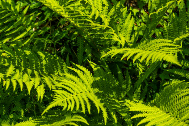 Close up of green garden fern leaves and branches in the summer sun stock photo