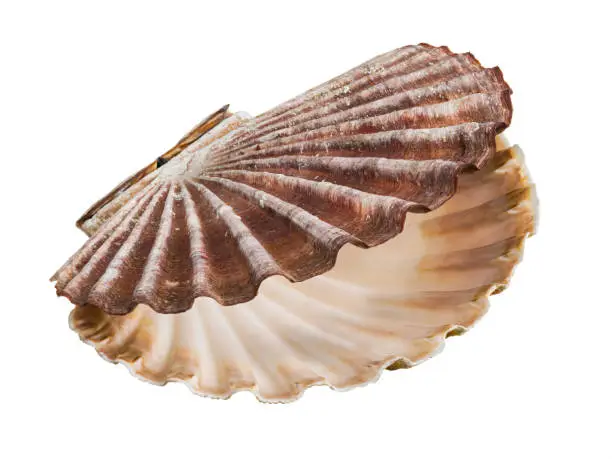 Photo of Open shell of great scallop shellfish isolated on a white background. Pecten maximus or jacobaeus