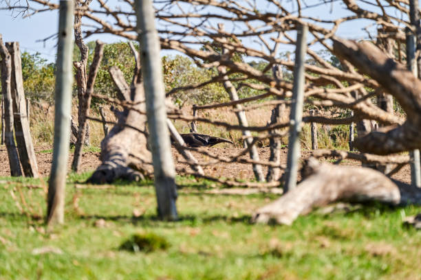 fourmilier géant marchant au-dessus d’une prairie d’une ferme du sud du pantanal. myrmecophaga tridactyla, également ours fourmi, est un mammifère insectivore originaire d’amérique centrale et d’amérique du sud. - anteater animal nose animal ant photos et images de collection