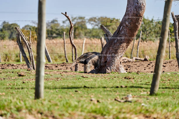 fourmilier géant marchant au-dessus d’une prairie d’une ferme du sud du pantanal. myrmecophaga tridactyla, également ours fourmi, est un mammifère insectivore originaire d’amérique centrale et d’amérique du sud. - anteater animal nose animal ant photos et images de collection