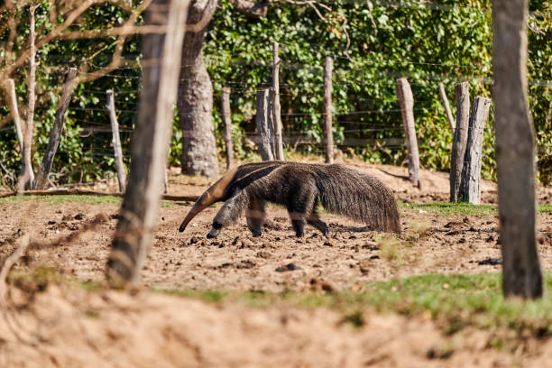 fourmilier géant marchant au-dessus d’une prairie d’une ferme du sud du pantanal. myrmecophaga tridactyla, également ours fourmi, est un mammifère insectivore originaire d’amérique centrale et d’amérique du sud. - anteater animal nose animal ant photos et images de collection