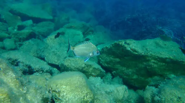 White seabream or sargo (Diplodus sargus) undersea, Aegean Sea, Greece, Syros island