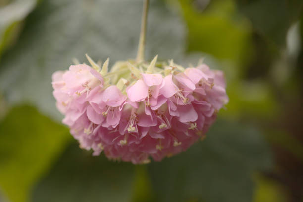 Beautiful view of villa garden with hanging flower pot of pink chrysanthemums suspended from patio post. Sweden.