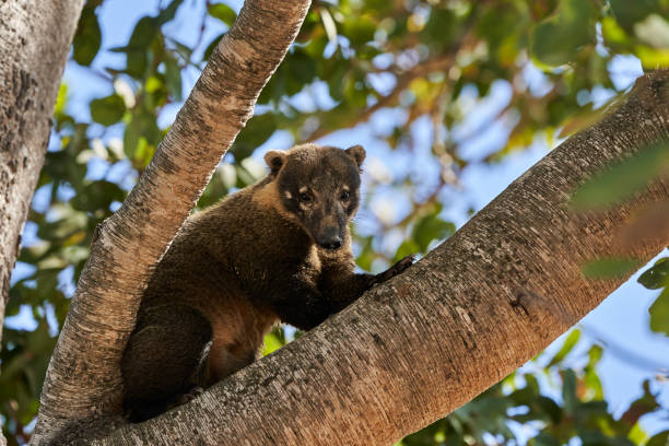 coati, nasus nasus, arrampicandosi su un albero nel pantanal meridionale del brasile, un coati sembra un piccolo orso o quasi un procione - coati foto e immagini stock