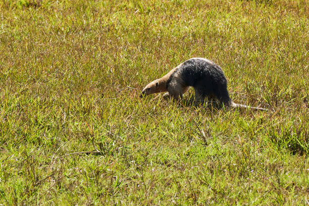 tamandua méridional, tamandua tetradactyla, également fourmilier à collier ou fourmilier inférieur, est une espèce de fourmilier d’amérique du sud, se nourrissant sur une prairie dans le pantanal méridional, brésil - southern tamandua photos et images de collection