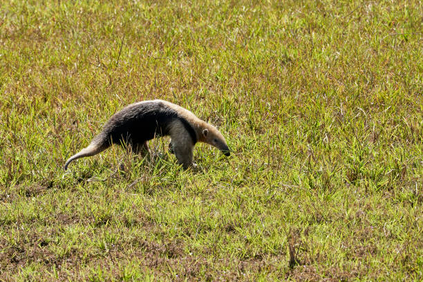 tamandua tetradactyla, tamandua tetradactyla, également fourmilier à collier ou fourmilier nain, est une espèce de fourmilier d’amérique du sud, se nourrissant dans un pré du sud du pantanal, au brésil. - southern tamandua photos et images de collection