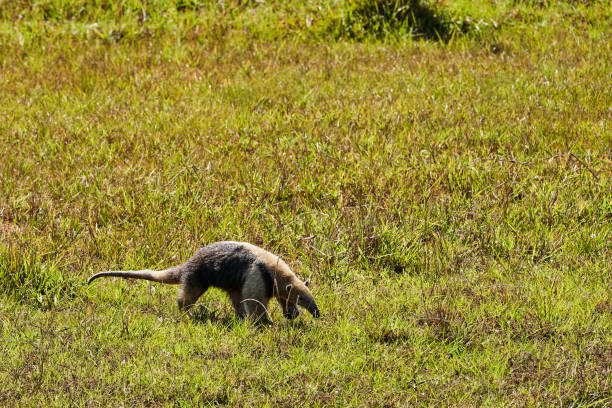 tamandua méridional, tamandua tetradactyla, également fourmilier à collier ou fourmilier inférieur, est une espèce de fourmilier d’amérique du sud, se nourrissant sur une prairie dans le pantanal méridional, brésil - southern tamandua photos et images de collection