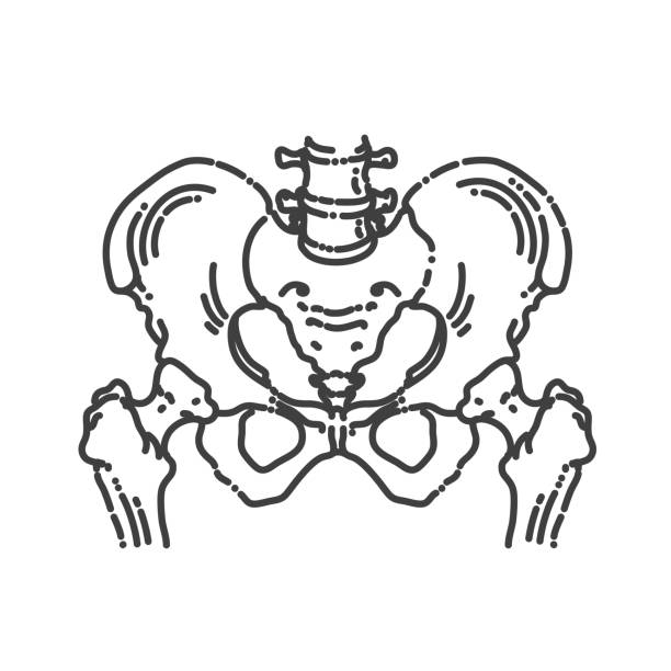 ilustracja medyczna biodra. anatomia - sacrum stock illustrations