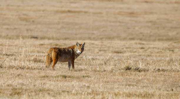 istock coyote hunting in the field 1367515428