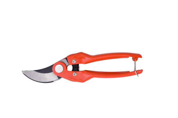 istock red gardening scissors isolated on a white background 1367515605